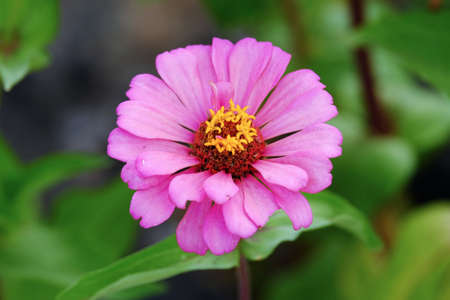 Top view fresh pink Zania flower with yellow pollenの写真素材