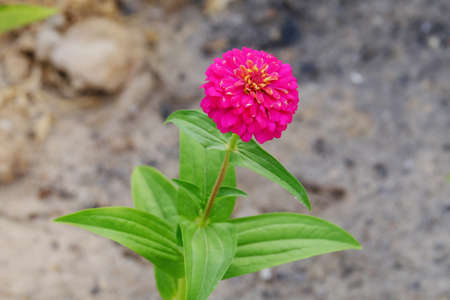 Fresh pink natural blooming Chrysanthemum flower in a gardenの写真素材