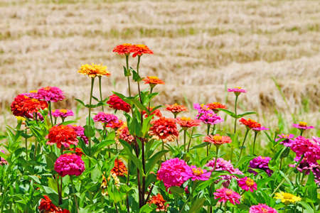 Side view colorful Zinnia flowers in a farm, outdoor plants, bright and vivid in sunny dayの写真素材