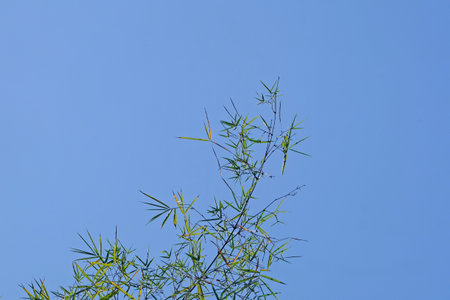 Top of high bamboo tree with blue sky backgroundの写真素材