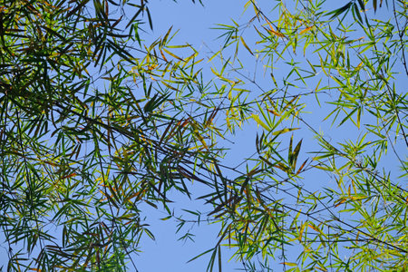 Ant eye view top of bamboo in the jungle with blue sky backgroundの写真素材