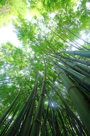Bamboo trees from the root to the top in the gardenの写真素材