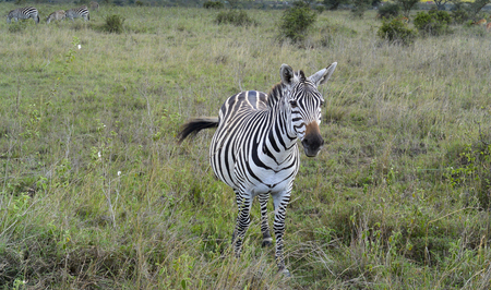 Zebras in the Masai Mara, Kenya.の写真素材