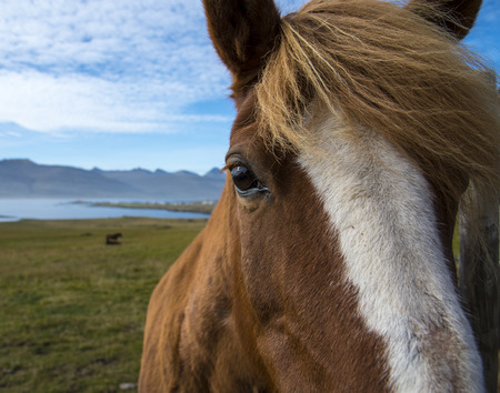 Random horse on the ringroad in Icelandの写真素材