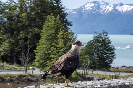 Northern crested caracara at The Perito Moreno Glacier, El Calafate, Argentina
