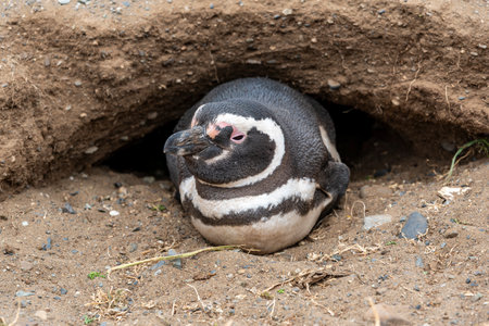 Penguin Reserve at Magdalena island in the Strait of Magellan.の写真素材