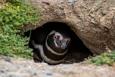 Penguin Reserve at Magdalena island in the Strait of Magellan.の写真素材