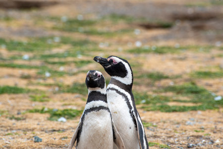 Penguin Reserve at Magdalena island in the Strait of Magellan.の写真素材