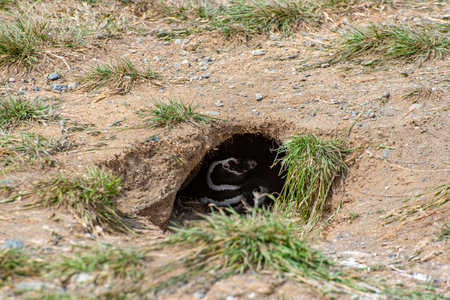 Penguin Reserve at Magdalena island in the Strait of Magellan.の写真素材