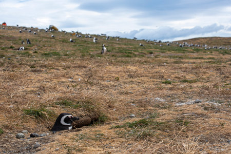 Penguin Reserve at Magdalena island in the Strait of Magellan.の写真素材