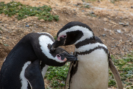 Penguin Reserve at Magdalena island in the Strait of Magellan.の写真素材