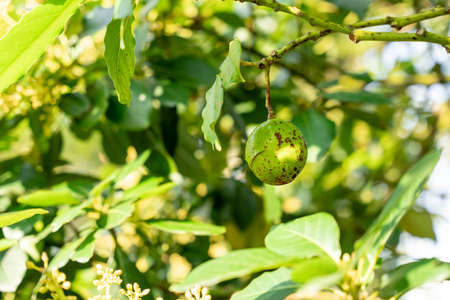 Avocado tree with avocado fruit grow in orchard. avocado garden. Growing Avocado on the tree.の写真素材