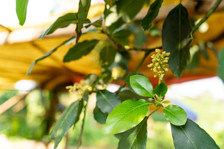 Avocado tree with avocado fruit grow in orchard. avocado garden. Growing Avocado on the tree.の写真素材