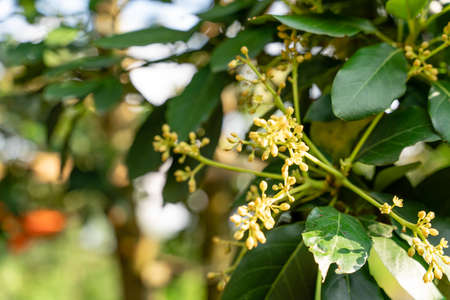 Avocado tree with avocado fruit grow in orchard. avocado garden. Growing Avocado on the tree.の写真素材