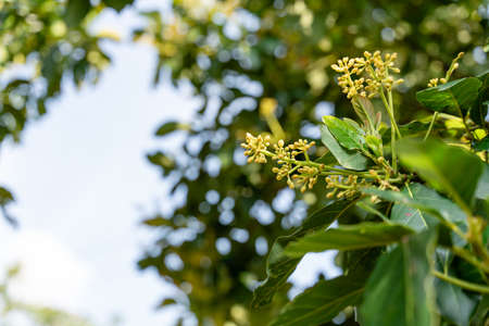 Avocado tree with avocado fruit grow in orchard. avocado garden. Growing Avocado on the tree.の写真素材