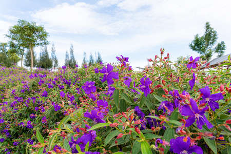Laziander seven-stamen (Lasiandra semidecandra). Tibouchina semidecandra in the park. Tibouchina semidecandra is a species of flowering plant in the genus Tibouchina of the Melastomataceae family.の写真素材