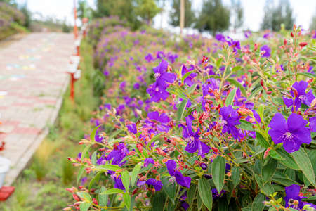 Laziander seven-stamen (Lasiandra semidecandra). Tibouchina semidecandra in the park. Tibouchina semidecandra is a species of flowering plant in the genus Tibouchina of the Melastomataceae family.の写真素材