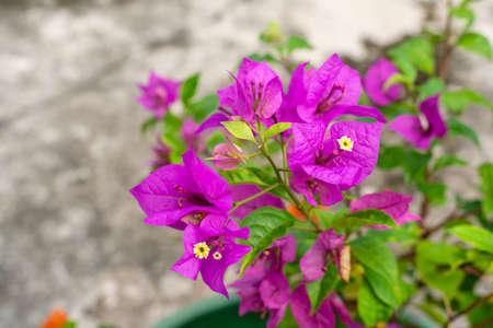 Bougainvillea is a genus of thorny ornamental vines, bushes, and trees belonging to the four o'...