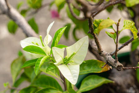 Bougainvillea is a genus of thorny ornamental vines, bushes, and trees belonging to the four o'...