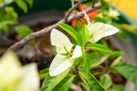 Bougainvillea is a genus of thorny ornamental vines, bushes, and trees belonging to the four o'...