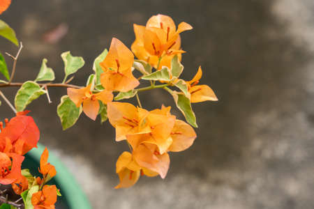 Bougainvillea is a genus of thorny ornamental vines, bushes, and trees belonging to the four o' clock family, Nyctaginaceae. Bougainville flowers Blooming in the garden. Selective Focus. defocus.の写真素材