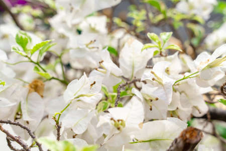Bougainvillea is a genus of thorny ornamental vines, bushes, and trees belonging to the four o' clock family, Nyctaginaceae. Bougainville flowers Blooming in the garden. Selective Focus. defocus.の写真素材