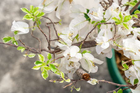 Bougainvillea is a genus of thorny ornamental vines, bushes, and trees belonging to the four o' clock family, Nyctaginaceae. Bougainville flowers Blooming in the garden. Selective Focus. defocus.の写真素材