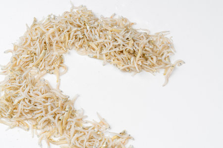 Fresh dried anchovies on White Background. Raw dry salted sea fish. saltwaterforage fish. Ikan asin...