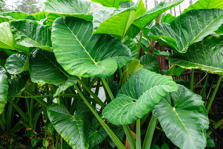 Alocasia macrorrhizos is a species of flowering plant in the arum family (Araceae). Common names include giant taro, ape, giant alocasia, biga and pia.の写真素材