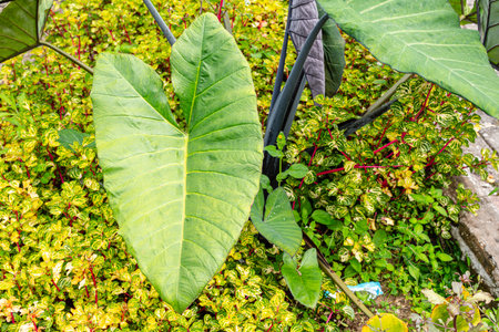 Alocasia macrorrhizos is a species of flowering plant in the arum family (Araceae). Common names include giant taro, ape, giant alocasia, biga and pia.の写真素材