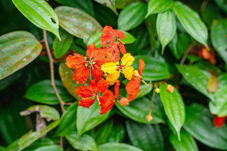 Beautiful orange flowers with green leaves background in the garden, Thailand.の写真素材
