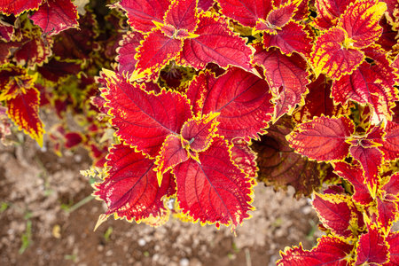 Close up of coleus plant in the garden, stock photoの写真素材