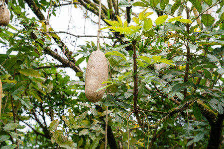 Kigelia is a genus of flowering plants in the family Bignoniaceae. The genus consists of only one species, Kigelia africana, which occurs throughout tropical Africa.の写真素材