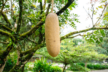 Kigelia is a genus of flowering plants in the family Bignoniaceae. The genus consists of only one species, Kigelia africana, which occurs throughout tropical Africa.の写真素材