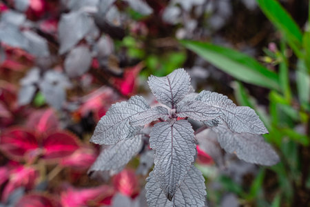 Purple Perilla frutescens var. crispa, also known by its Japanese name shiso, is a cultigen of...
