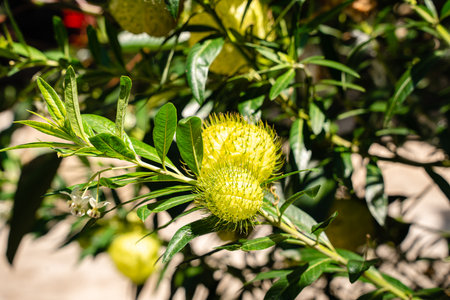 Gomphocarpus physocarpus, commonly known as hairy balls, balloonplant, balloon cotton-bush, bishop's balls, nailhead, or swan plant, is a species of dogbane.の写真素材