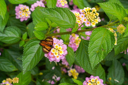Lantana camara (common lantana) is a species of flowering plant within the verbena family...