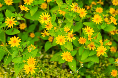 The flowers of Melampodium divaricatum also known as Hierba Aguada, Goldenbuttonの写真素材