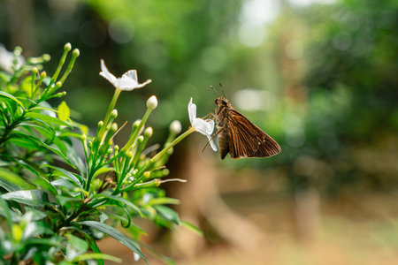 Jasminum sambac (Arabian jasmine or Sambac jasmine) is a species of jasmine native to tropical Asia, from the Indian subcontinent to Southeast Asia.の写真素材