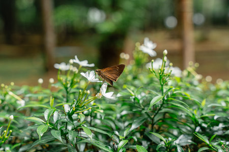 Jasminum sambac (Arabian jasmine or Sambac jasmine) is a species of jasmine native to tropical Asia,...