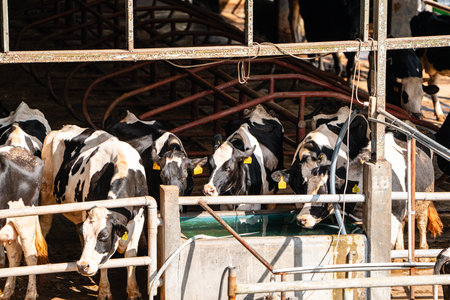 dairy cows are in the process of taking milk. agriculture industry, farming and animal husbandry concept - herd of cows eating hay in cowshed on dairy farmの写真素材