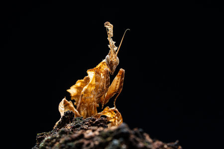 Beautiful orchid mantis closeup on woodの写真素材