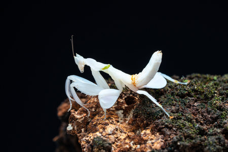 Beautiful orchid mantis closeup on woodの写真素材