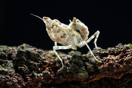 Beautiful orchid mantis closeup on woodの写真素材