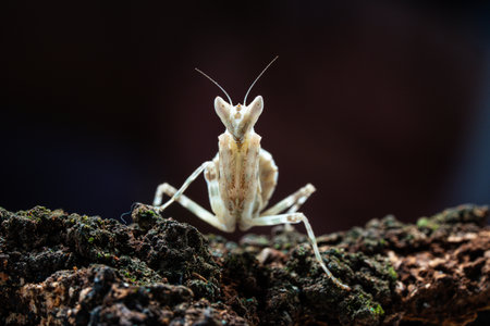 Beautiful orchid mantis closeup on woodの写真素材