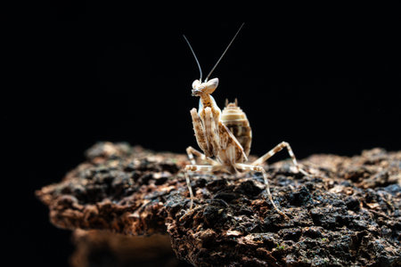Beautiful orchid mantis closeup on woodの写真素材