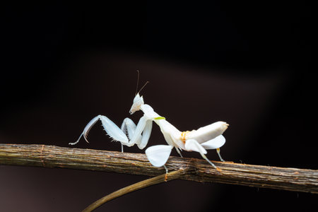 Beautiful orchid mantis closeup on woodの写真素材