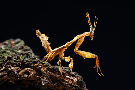 Beautiful orchid mantis closeup on woodの写真素材