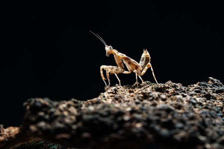 Beautiful orchid mantis closeup on woodの写真素材