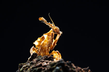 Beautiful orchid mantis closeup on woodの写真素材